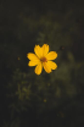 Background image: Flower.